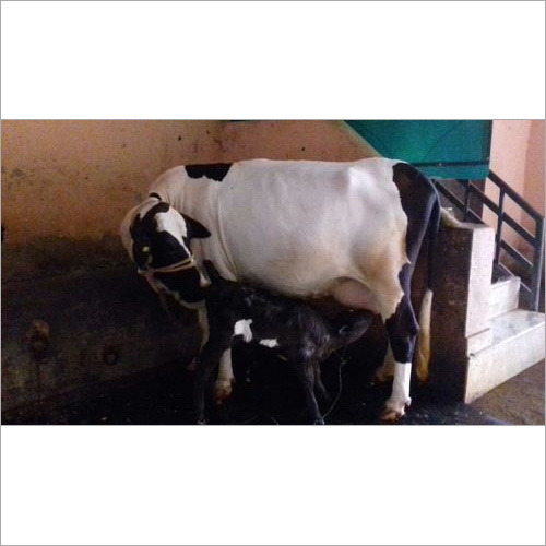 आंध्र प्रदेश में एचएफ गाय आपूर्तिकर्ता