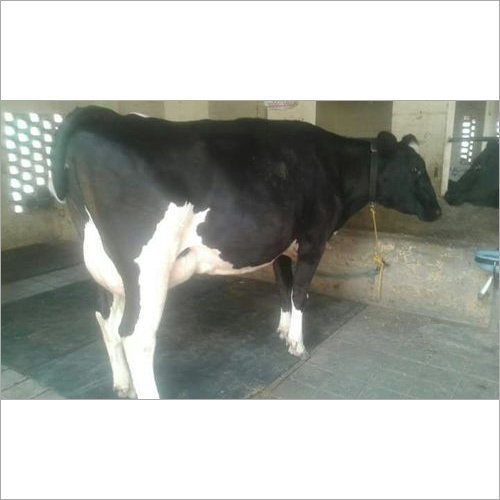 उच्च दूध उत्पादन करने वाली HF गाय आपूर्तिकर्ता
