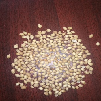 Organic Yellow Corn