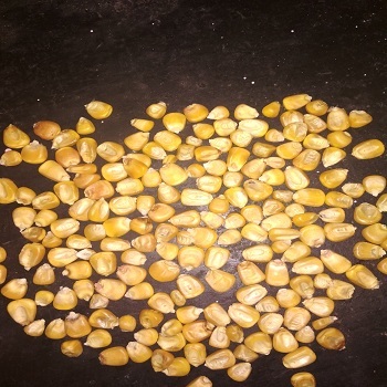 Organic Yellow Corn