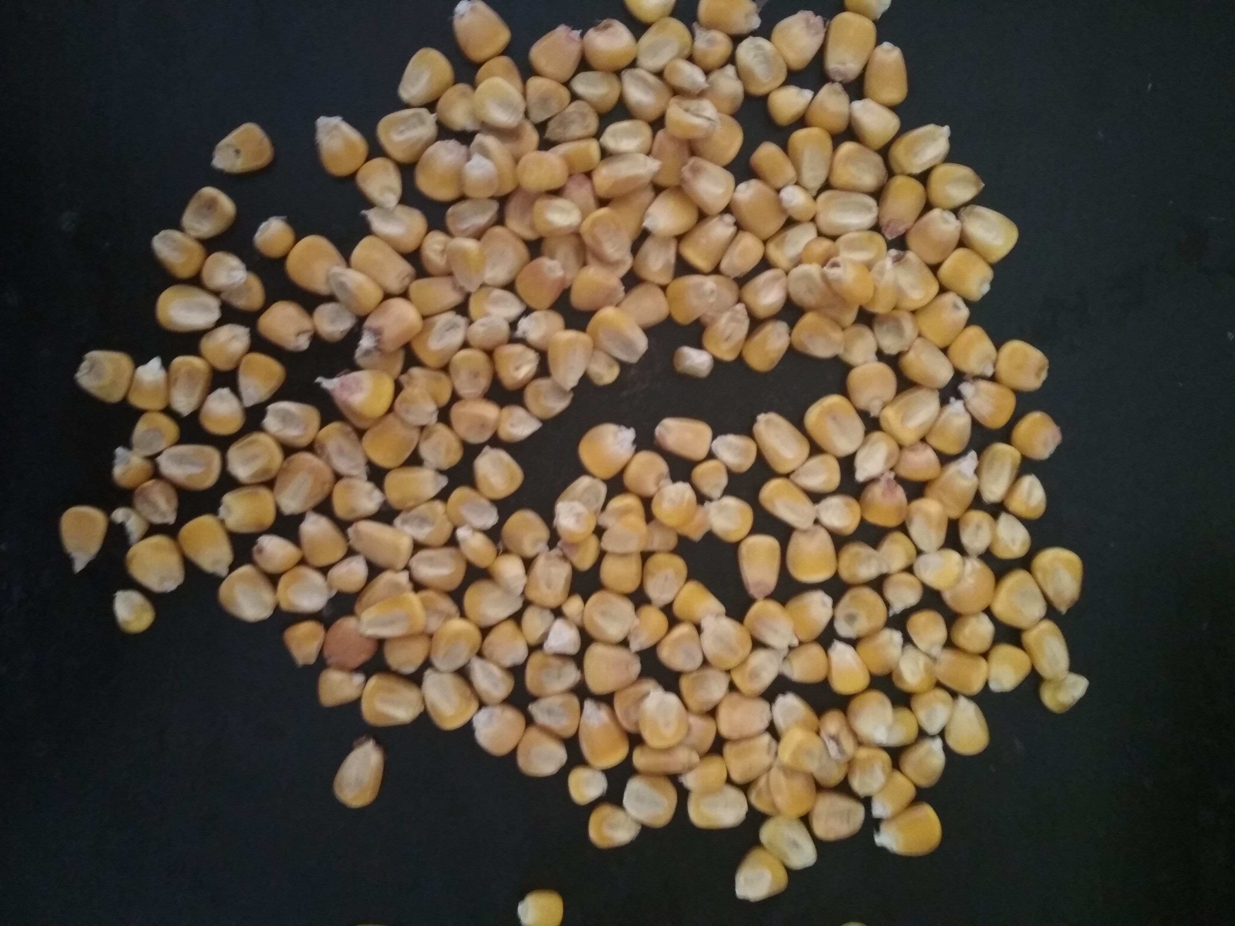 Organic Yellow Corn