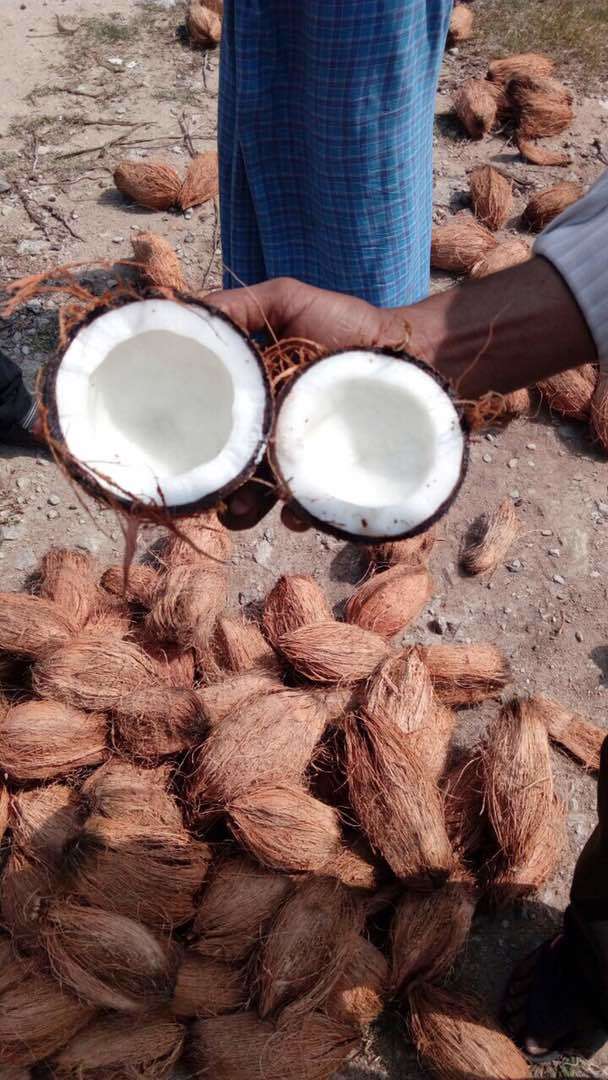 Mature Coconut
