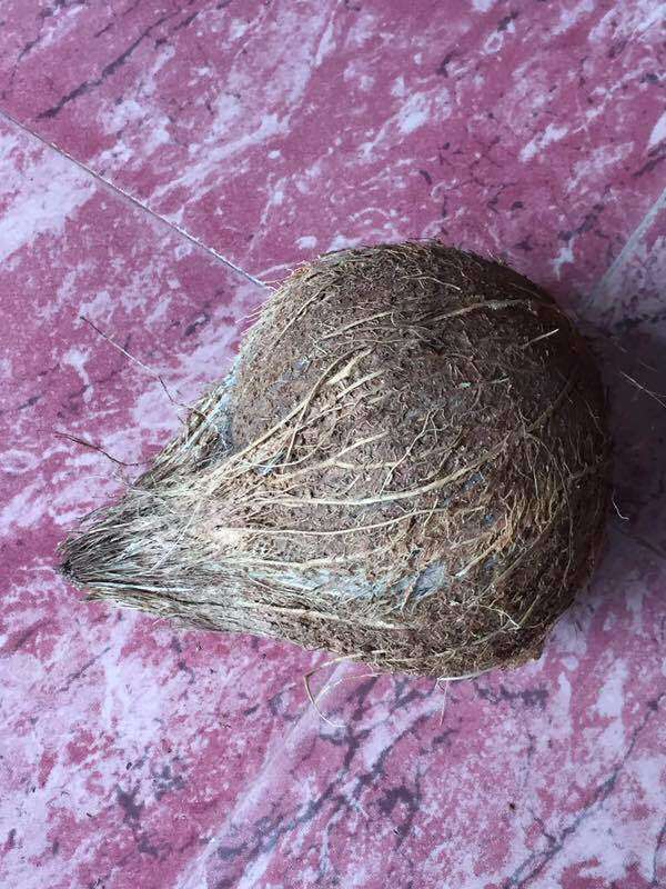 Mature Coconut