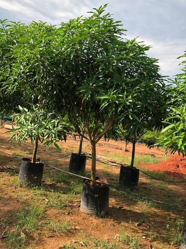 पंडुरोडी आम का पौधा