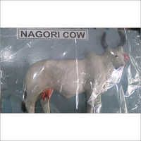 व्हाइट नागोरी गाय मॉडल