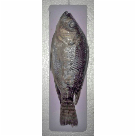 Model Of Rohu Fish - Color: Grey & Black