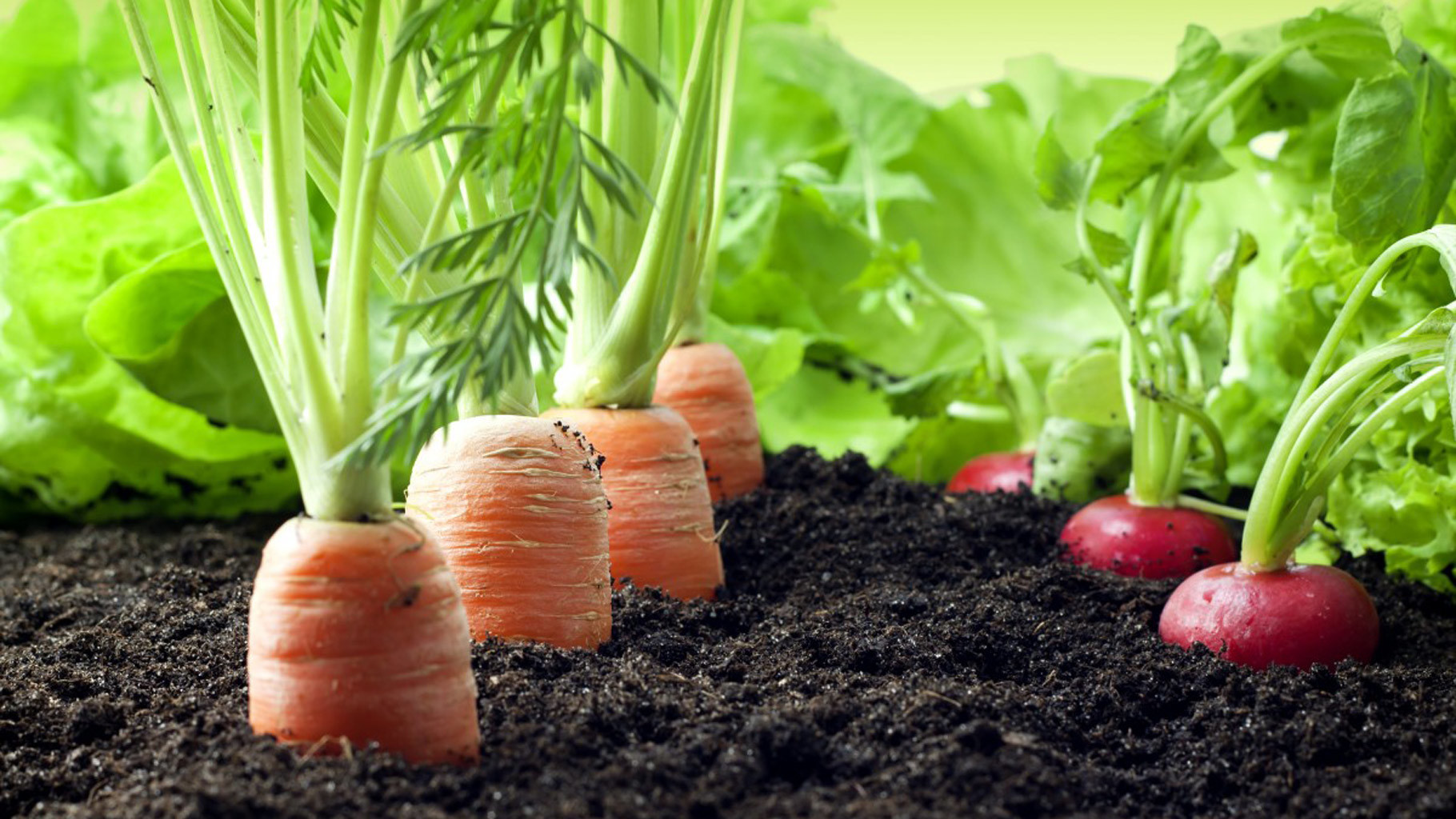 Organic Manure