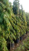 Ashoka plants