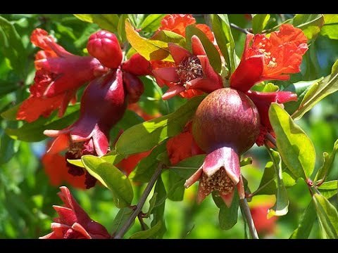 Bio Organic Manure