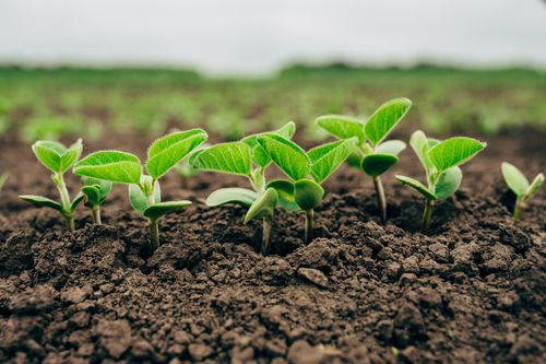 Organic Manure - 100% Pure Liquid Formula | Nano Technology, Eco-friendly Solution For Enhanced Soil Health And Crop Growth