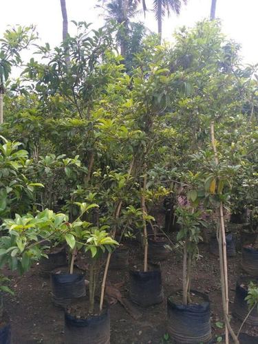 पल्ला चापटा