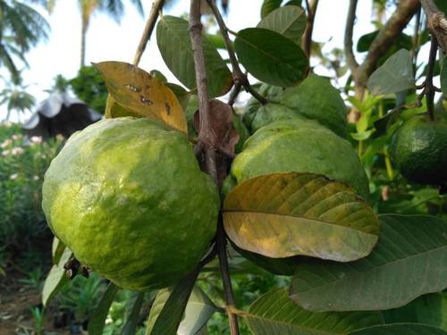 सडेड़ा अमरूद