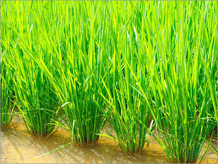 White Rice