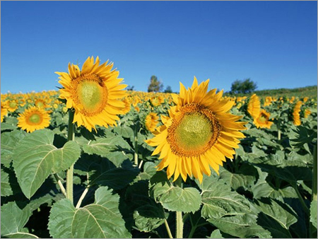 Sunflower Oil