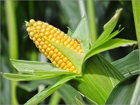 Dried Corn