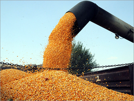 Dried Corn