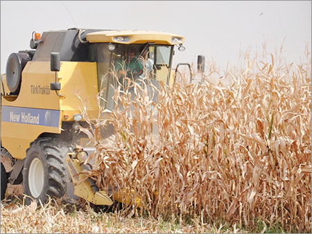Dried Corn
