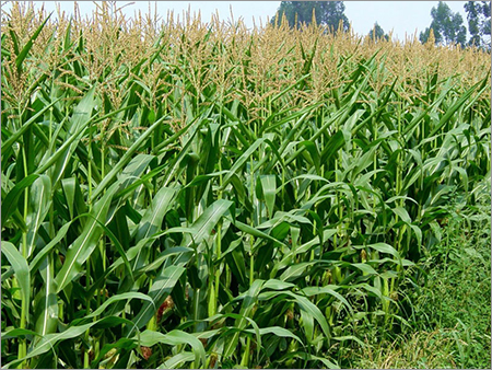 Dried Corn