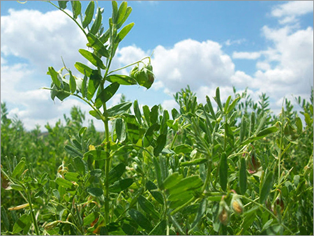 Red Lentil