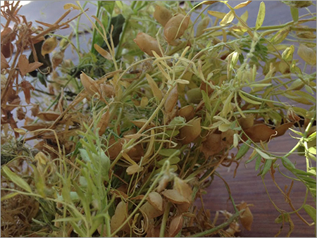 Red Lentil