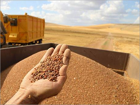 Red Lentil