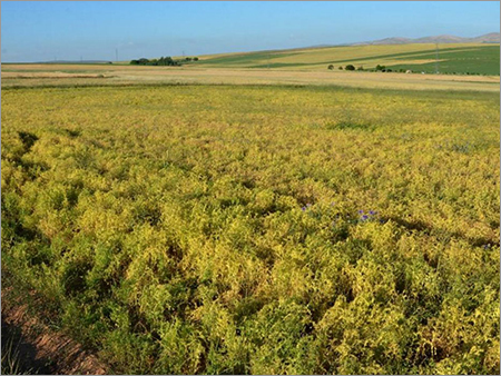 Red Lentil