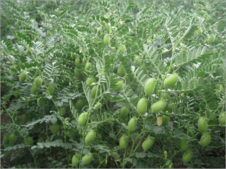 Organic Chickpeas