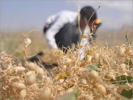 Organic Chickpeas