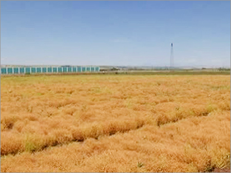 Organic Chickpeas