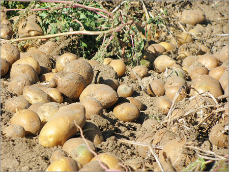 Fresh Potato - Russet Variety, Oval Shape, Variable Size, Beige Color | Fresh, Nutritious, Versatile, Natural, High Quality, Good Taste