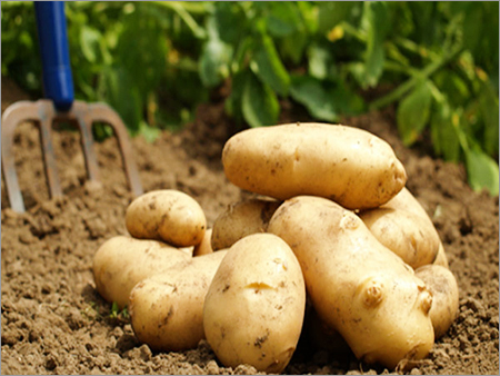 Fresh Potato - Russet Variety, Oval Shape, Variable Size, Beige Color | Fresh, Nutritious, Versatile, Natural, High Quality, Good Taste