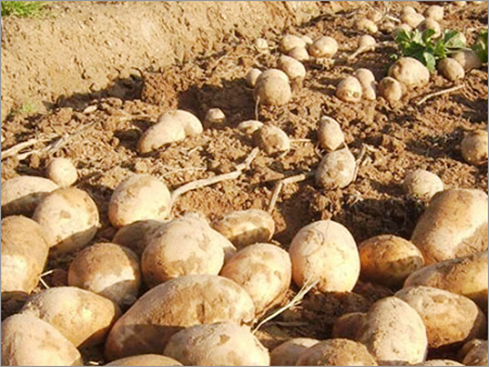 Fresh Potato - Russet Variety, Oval Shape, Variable Size, Beige Color | Fresh, Nutritious, Versatile, Natural, High Quality, Good Taste