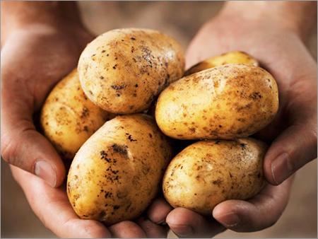Fresh Potato - Russet Variety, Oval Shape, Variable Size, Beige Color | Fresh, Nutritious, Versatile, Natural, High Quality, Good Taste