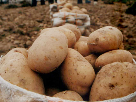 Fresh Potato - Russet Variety, Oval Shape, Variable Size, Beige Color | Fresh, Nutritious, Versatile, Natural, High Quality, Good Taste