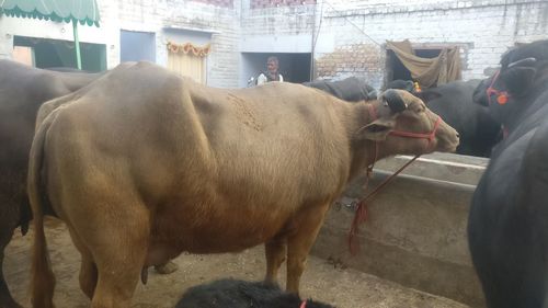 ब्राउन बफ़ेलो
