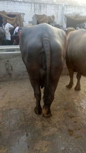 मुर्रा