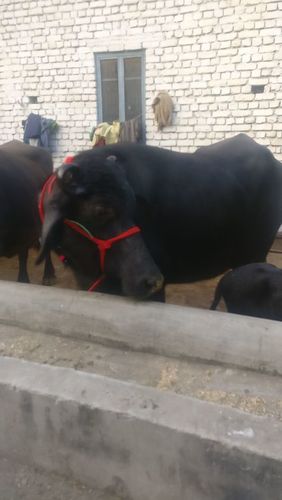 मुर्रा भैंस