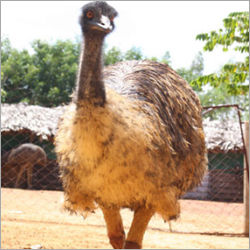 Pre Breeder Emu Birds