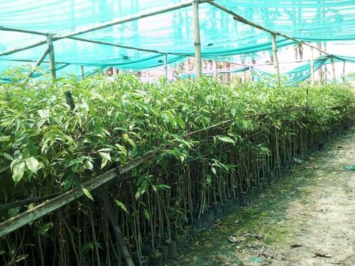Agarwood Plants