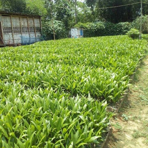 Arecanut Khasi Mandari Plant