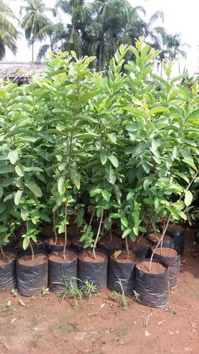 Guava Plant