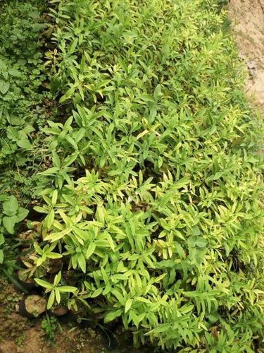 White Sandalwood Plant