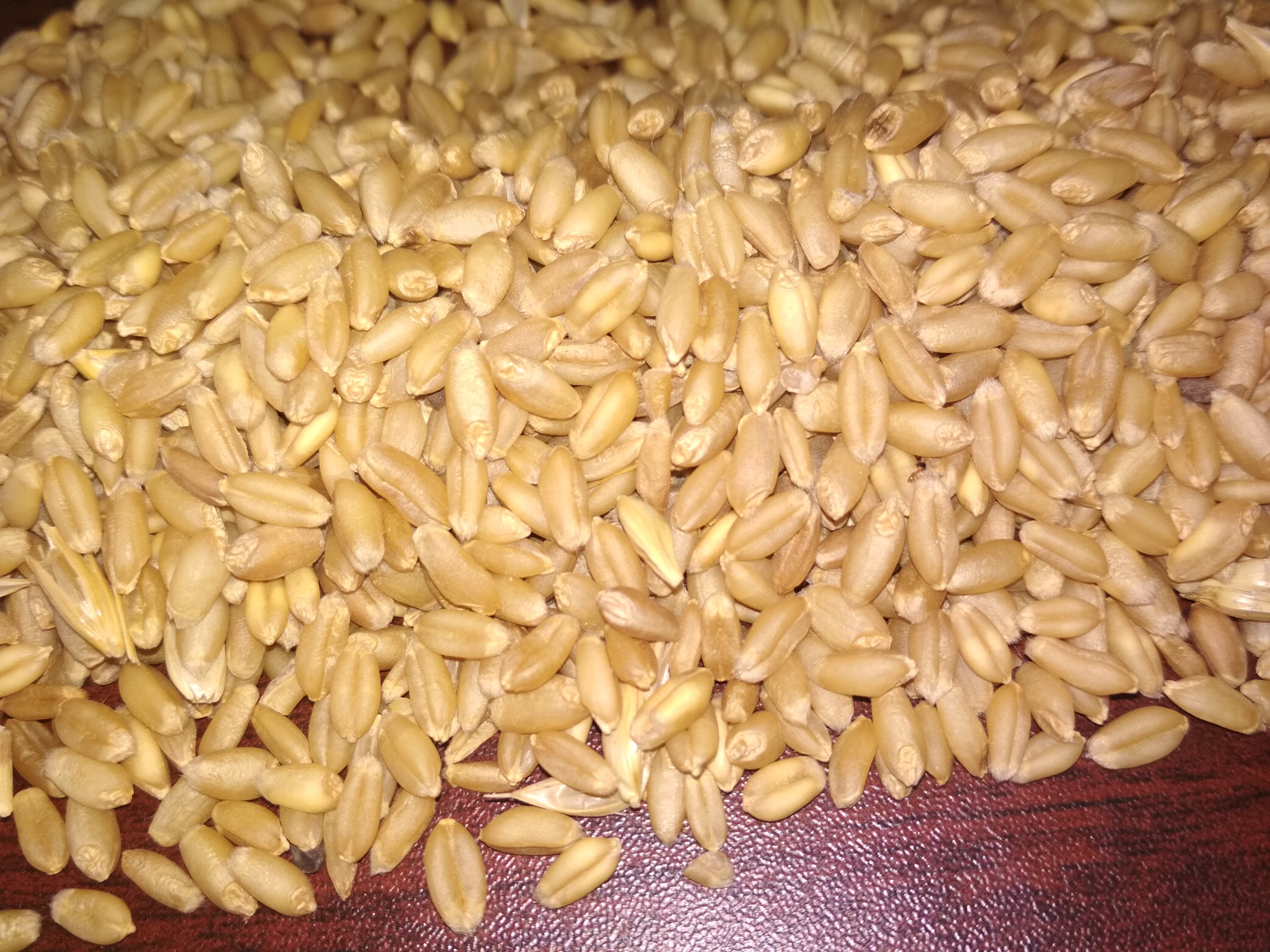Brown Milling Wheat