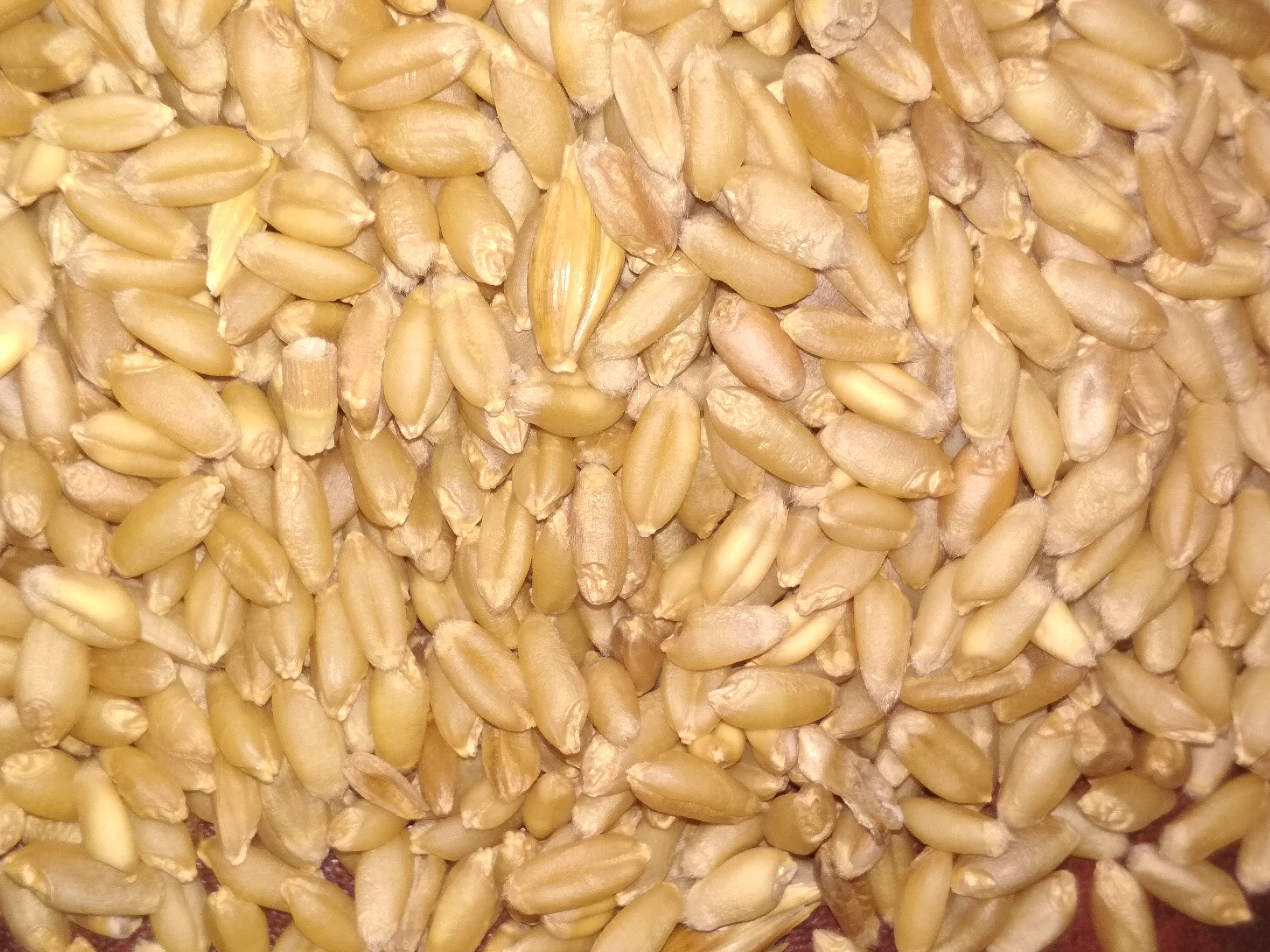 Brown Milling Wheat