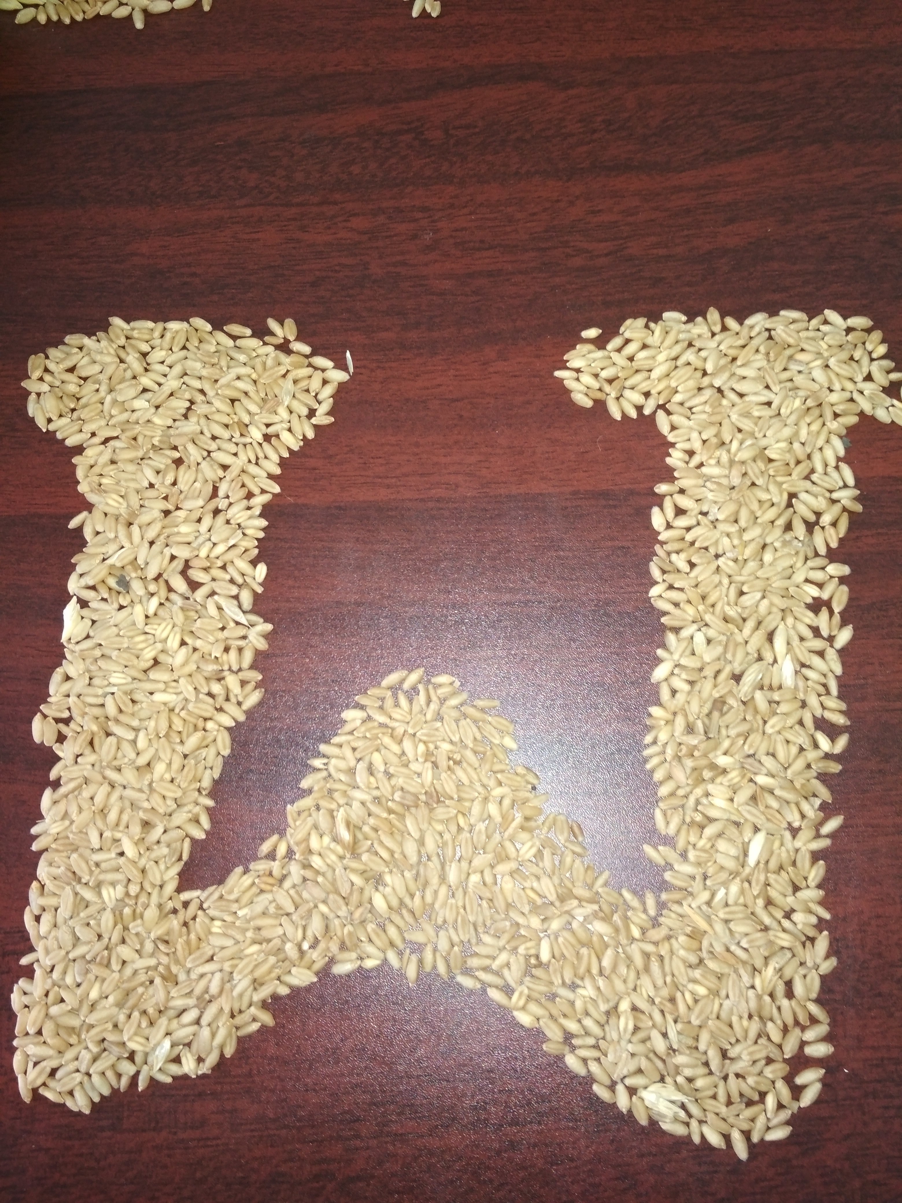 Brown Milling Wheat
