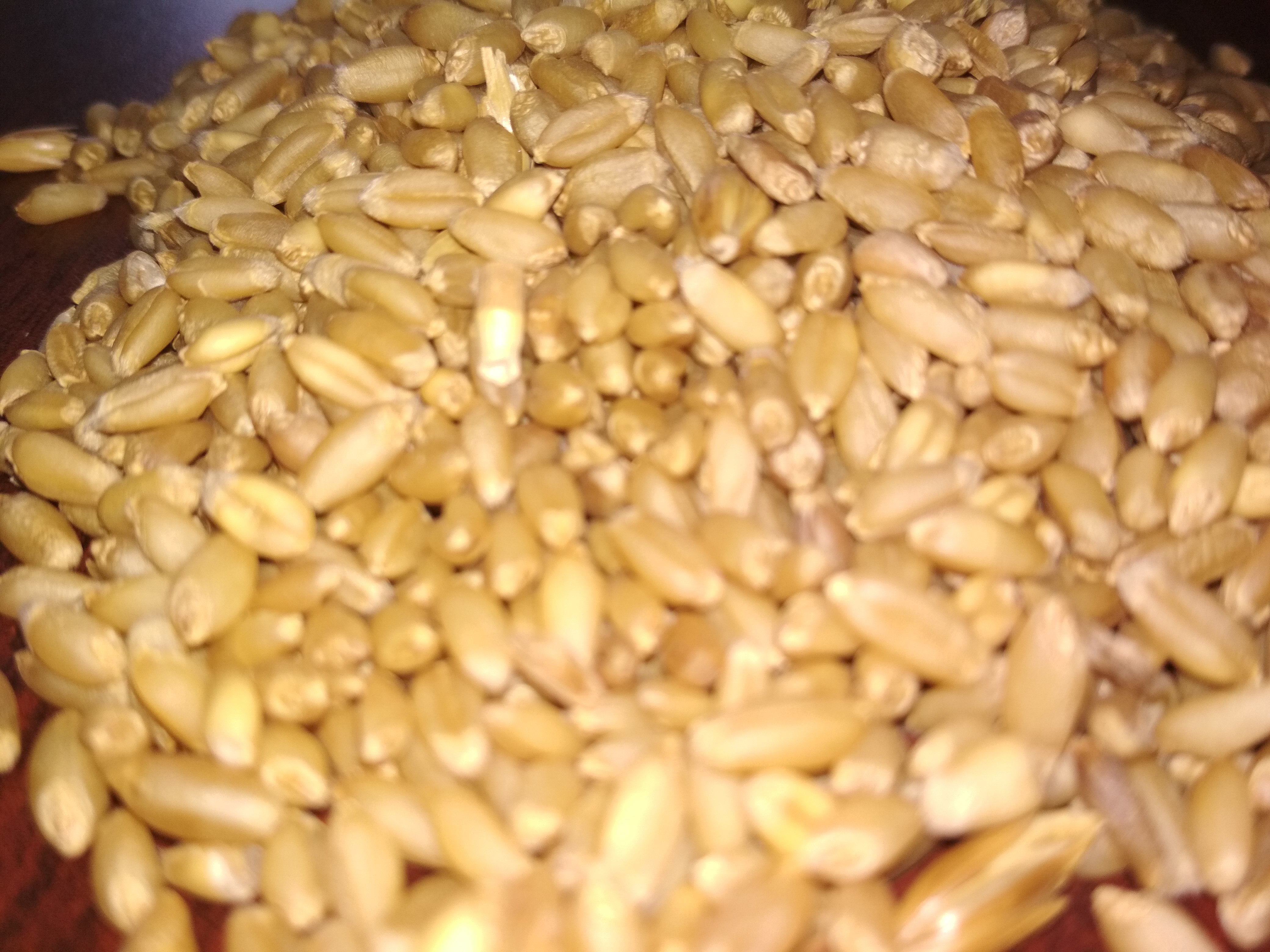 Brown Milling Wheat