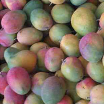 अल्फोंसो आम तोतापुरी