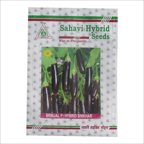 Dark Purple Brinjal F1 Hybrid Shikhar