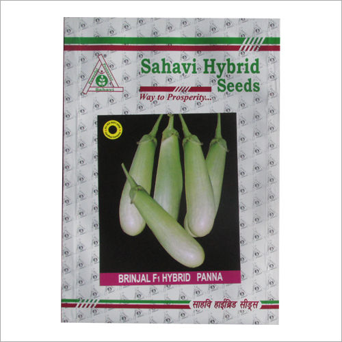 Light Green Brinjal F1 Hybrid Panna