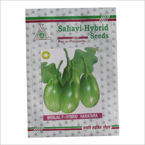 Green Brinjal F1 Hybrid Haratara